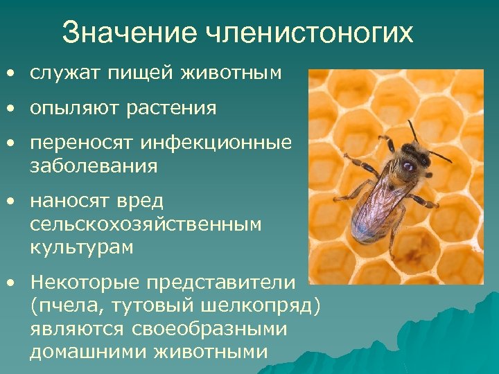 Значение членистоногих