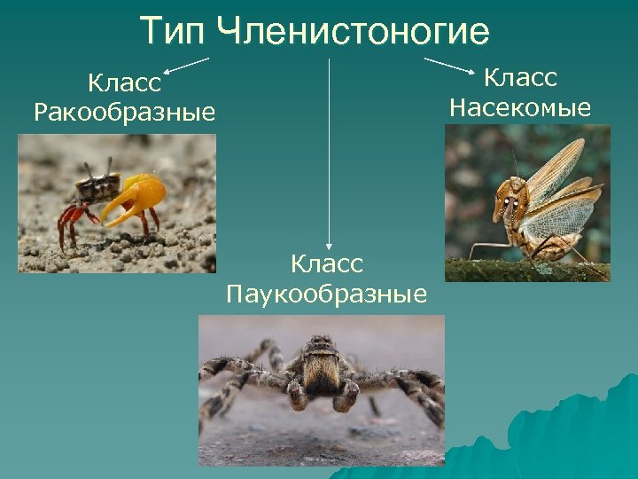 Общая характеристика класса членистоногие. Тип Членистоногие класс насекомые. Биология Тип Членистоногие класс насекомые. Тип ракообразные класс насекомые. Кто относится к членистоногим насекомым.