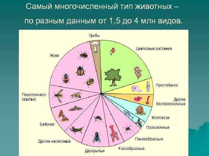 Самый многочисленный тип животных – по разным данным от 1, 5 до 4 млн