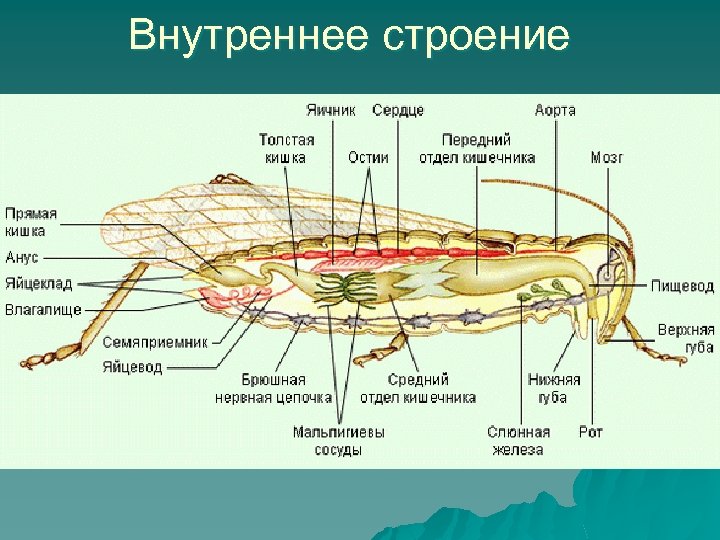 Внутреннее строение 