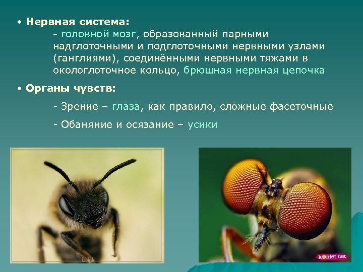  • Нервная система: - головной мозг, образованный парными надглоточными и подглоточными нервными узлами