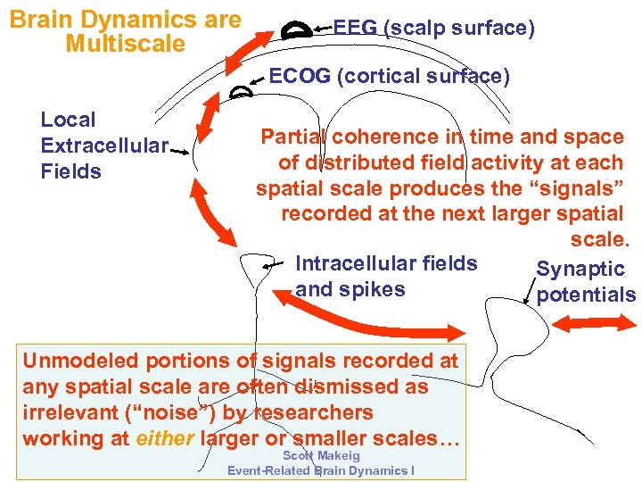 Brain Dynamics are Multiscale EEG (scalp surface) ECOG (cortical surface) Local Extracellular Fields Partial