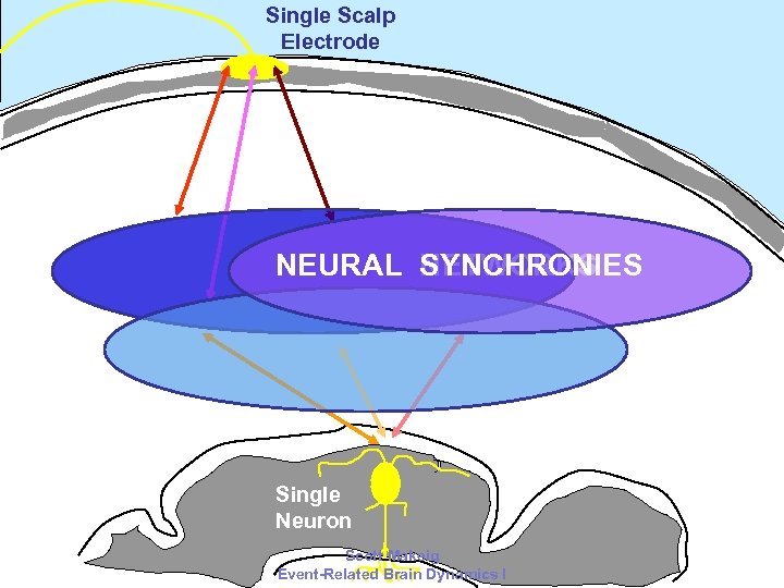 Single Scalp Electrode NEURAL NETWORKS SYNCHRONIES Single Neuron 2006 Scott Makeig Event-Related Brain Dynamics