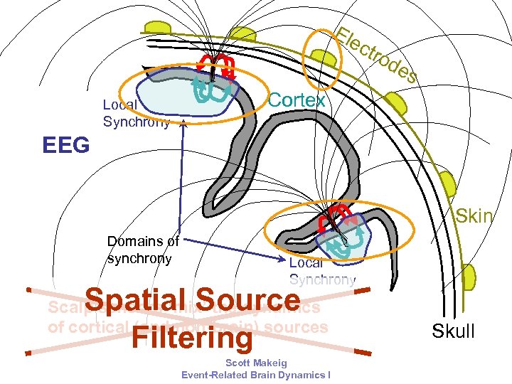 Ele ctr od es Local Synchrony Cortex EEG Skin Domains of synchrony Local Synchrony