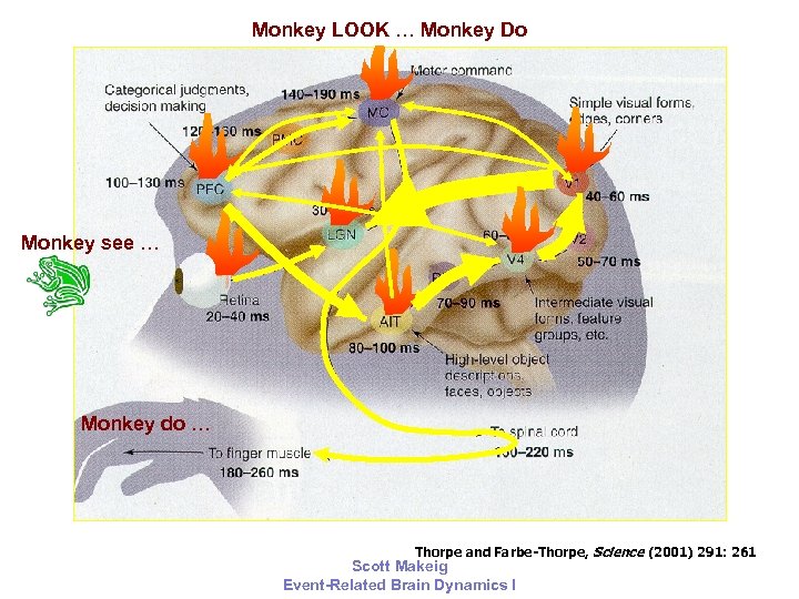 Monkey LOOK … Monkey Do Monkey see … Monkey do … Thorpe and Farbe-Thorpe,