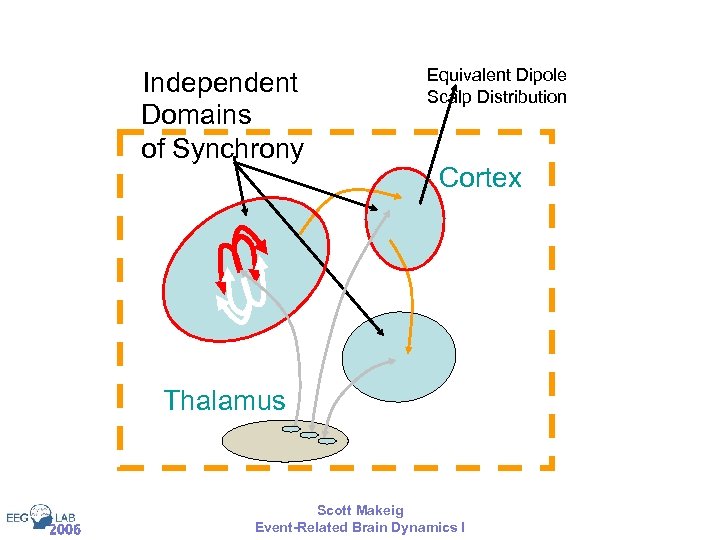 Independent Domains of Synchrony Equivalent Dipole Scalp Distribution Cortex Thalamus 2006 Scott Makeig Event-Related