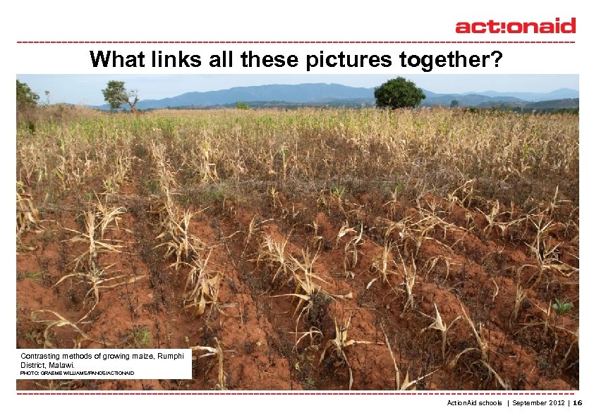 What links all these pictures together? Lina Gondwe helps sprouting maize plants to grow.