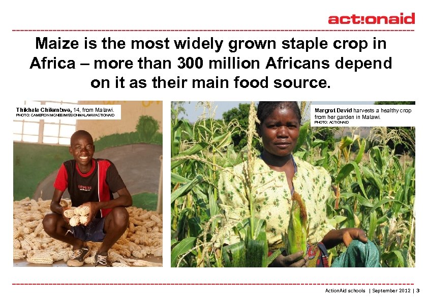 Maize is the most widely grown staple crop in Africa – more than 300