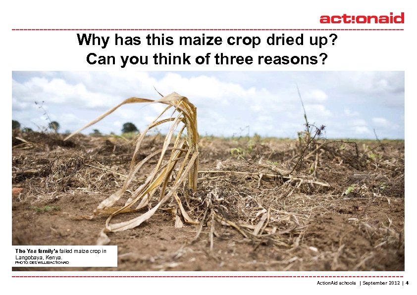 Why has this maize crop dried up? Can you think of three reasons? The