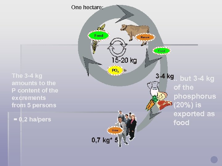One hectare: Feed Manure Food The 3 -4 kg amounts to the P content
