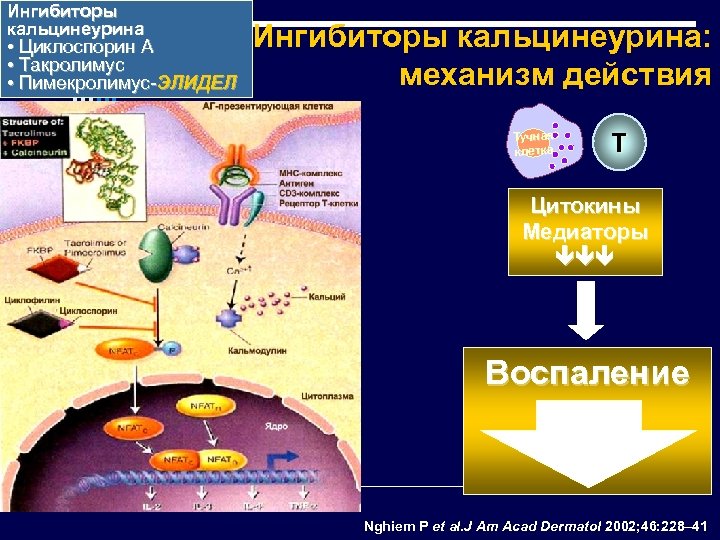 Ингибиторы кальцинеурина • Циклоспорин A • Такролимус • Пимекролимус-ЭЛИДЕЛ Ингибиторы кальцинеурина: механизм действия Тучная