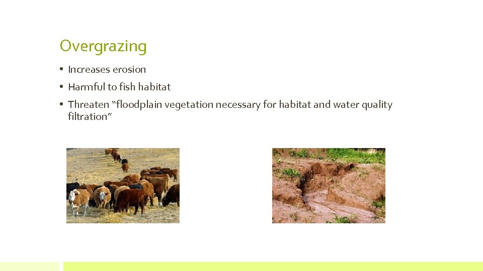 Overgrazing • Increases erosion • Harmful to fish habitat • Threaten “floodplain vegetation necessary