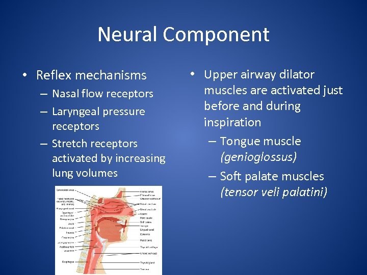 Neural Component • Reflex mechanisms – Nasal flow receptors – Laryngeal pressure receptors –