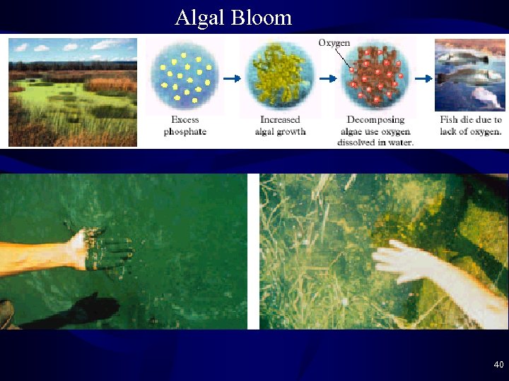 Algal Bloom 40 