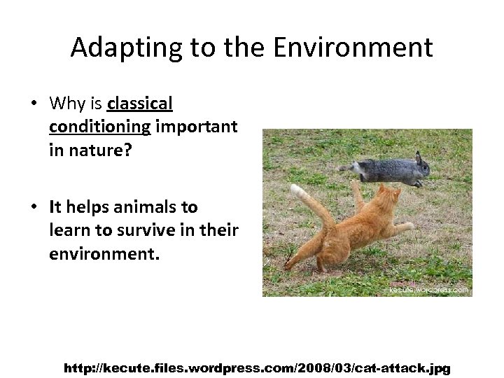 Adapting to the Environment • Why is classical conditioning important in nature? • It