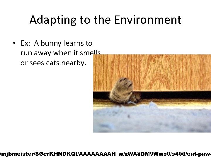 Adapting to the Environment • Ex: A bunny learns to run away when it