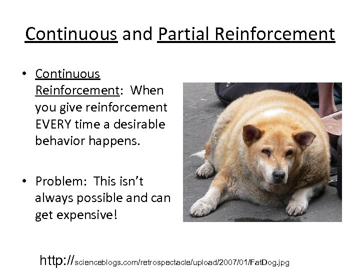 Continuous and Partial Reinforcement • Continuous Reinforcement: When you give reinforcement EVERY time a