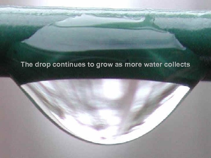 The drop continues to grow as more water collects 