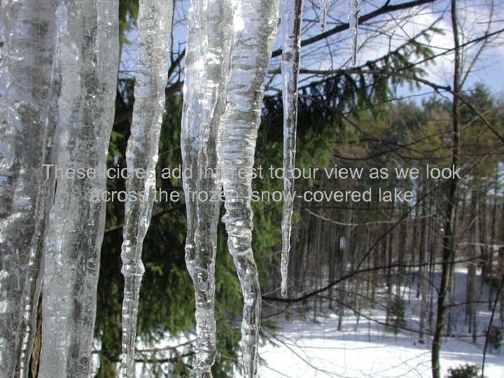 These icicles add interest to our view as we look across the frozen, snow-covered