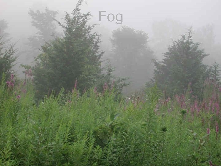 Fog 