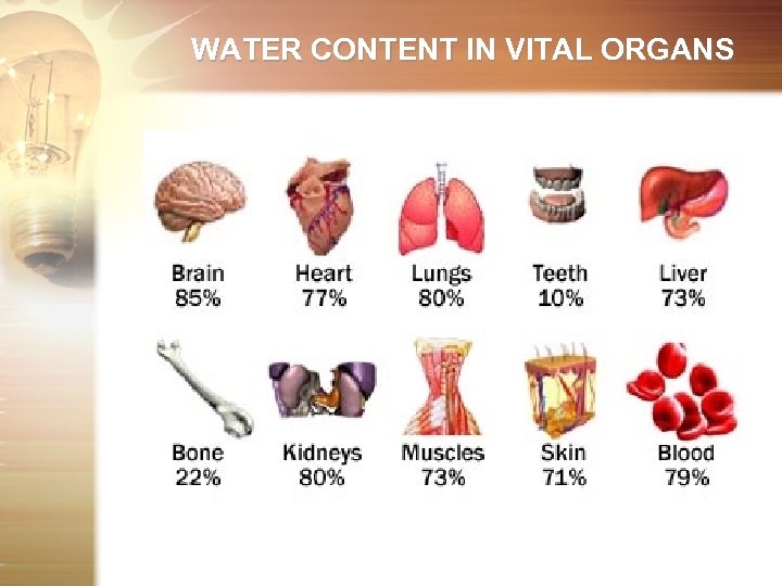 WATER CONTENT IN VITAL ORGANS 
