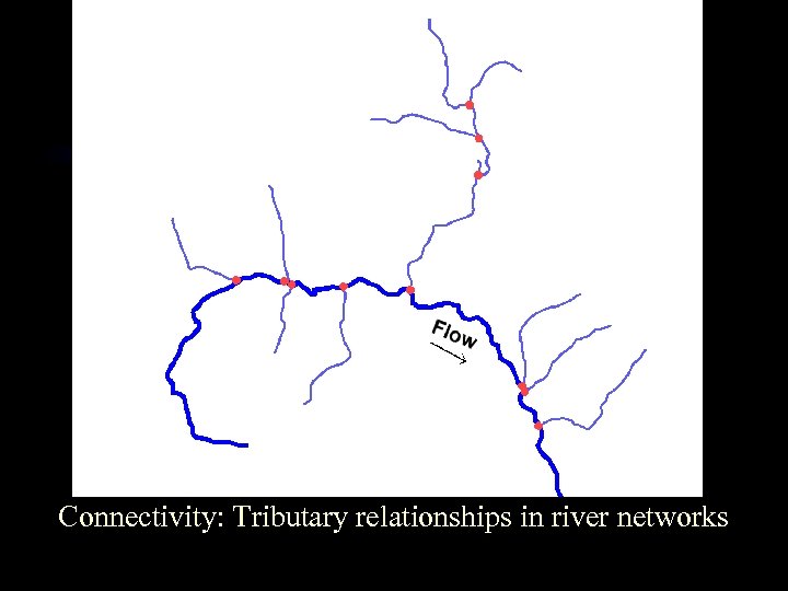 Connectivity: Tributary relationships in river networks 