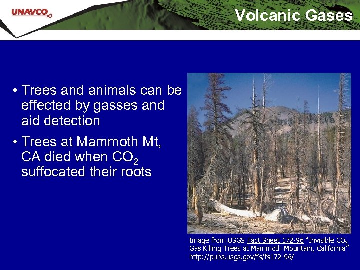 Volcanic Gases • Trees and animals can be effected by gasses and aid detection