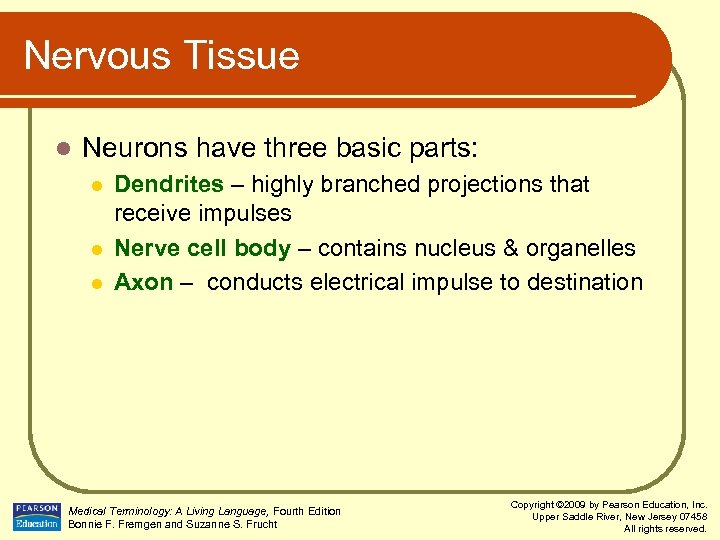 Nervous Tissue l Neurons have three basic parts: l l l Dendrites – highly