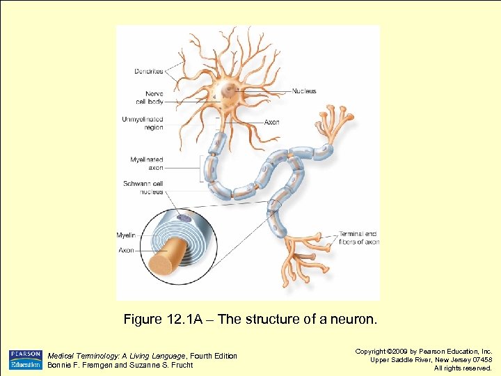 Figure 12. 1 A – The structure of a neuron. Medical Terminology: A Living