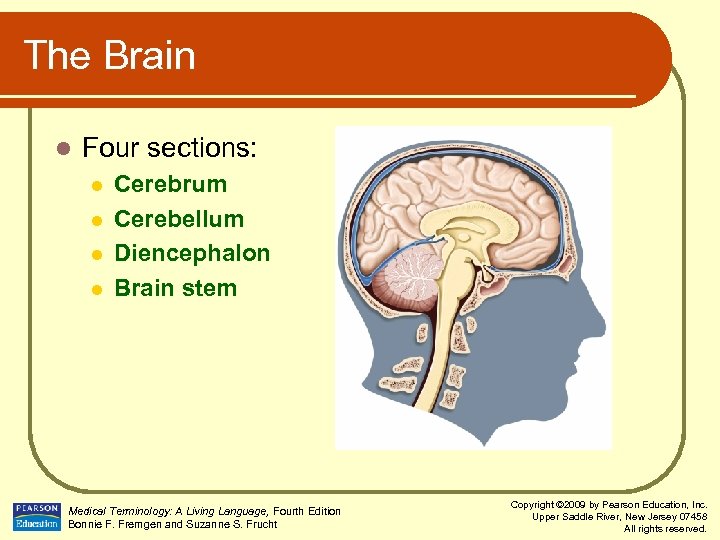 The Brain l Four sections: l l Cerebrum Cerebellum Diencephalon Brain stem Medical Terminology: