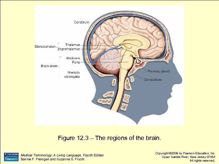 Figure 12. 3 – The regions of the brain. Medical Terminology: A Living Language,