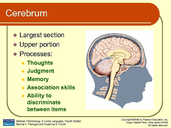 Cerebrum Largest section l Upper portion l Processes: l l l Thoughts Judgment Memory