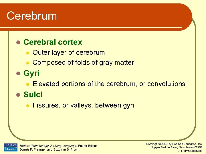 Cerebrum l Cerebral cortex l l l Gyri l l Outer layer of cerebrum