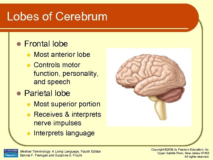 Lobes of Cerebrum l Frontal lobe l l l Most anterior lobe Controls motor