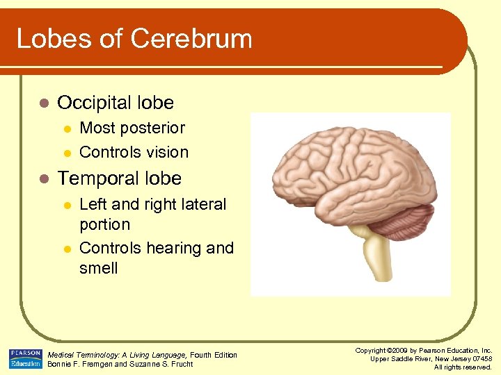 Lobes of Cerebrum l Occipital lobe l l l Most posterior Controls vision Temporal