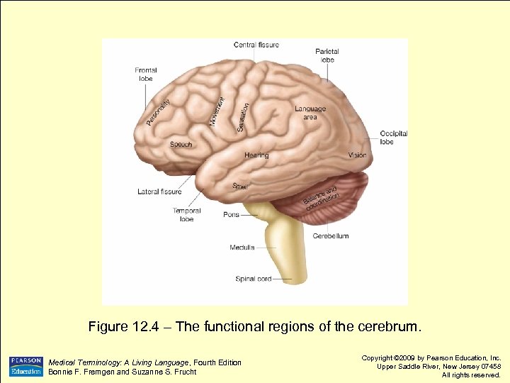 Figure 12. 4 – The functional regions of the cerebrum. Medical Terminology: A Living