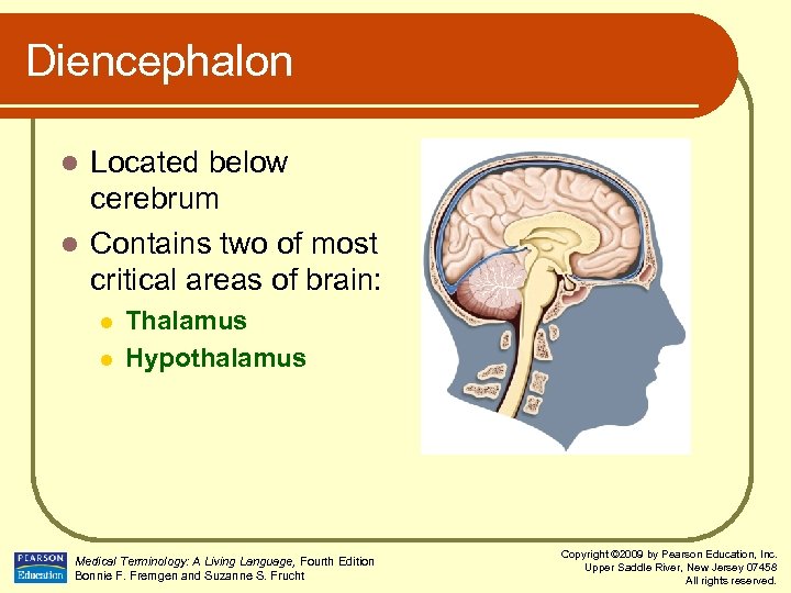 Diencephalon Located below cerebrum l Contains two of most critical areas of brain: l