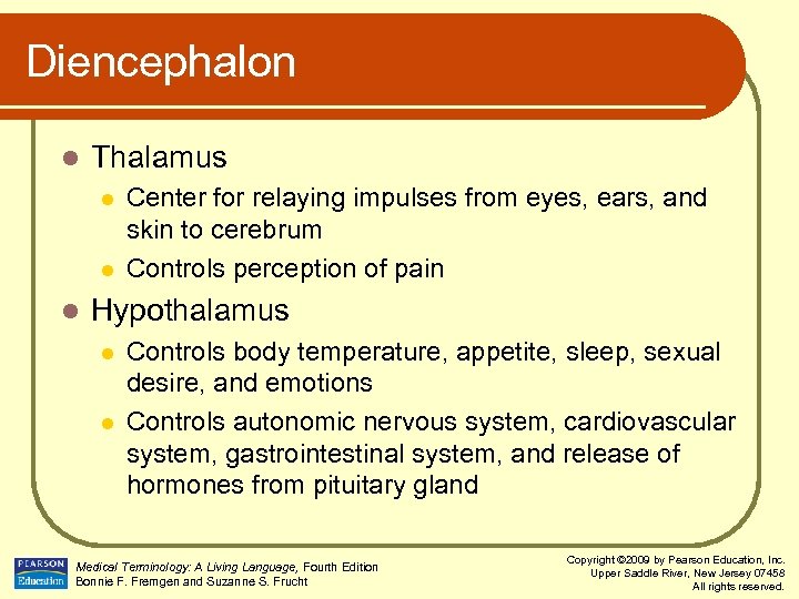 Diencephalon l Thalamus l l l Center for relaying impulses from eyes, ears, and