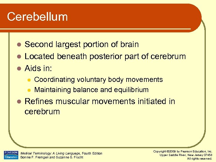 Cerebellum Second largest portion of brain l Located beneath posterior part of cerebrum l