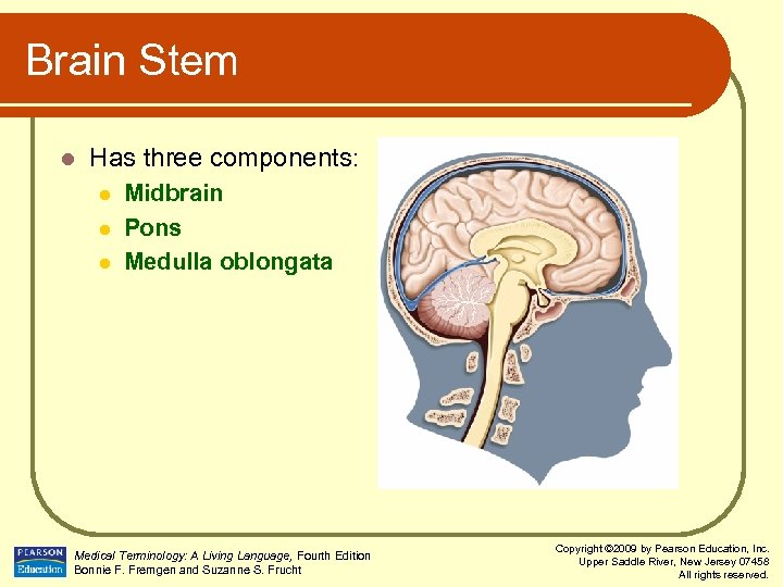 Brain Stem l Has three components: l l l Midbrain Pons Medulla oblongata Medical