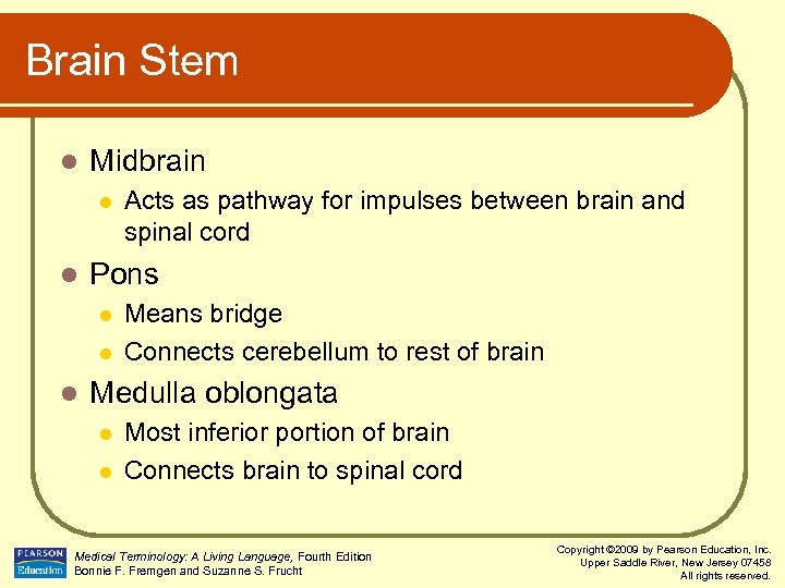 Brain Stem l Midbrain l l Pons l l l Acts as pathway for