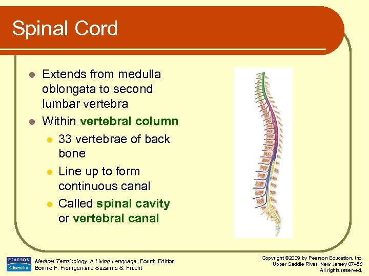 Spinal Cord Extends from medulla oblongata to second lumbar vertebra l Within vertebral column