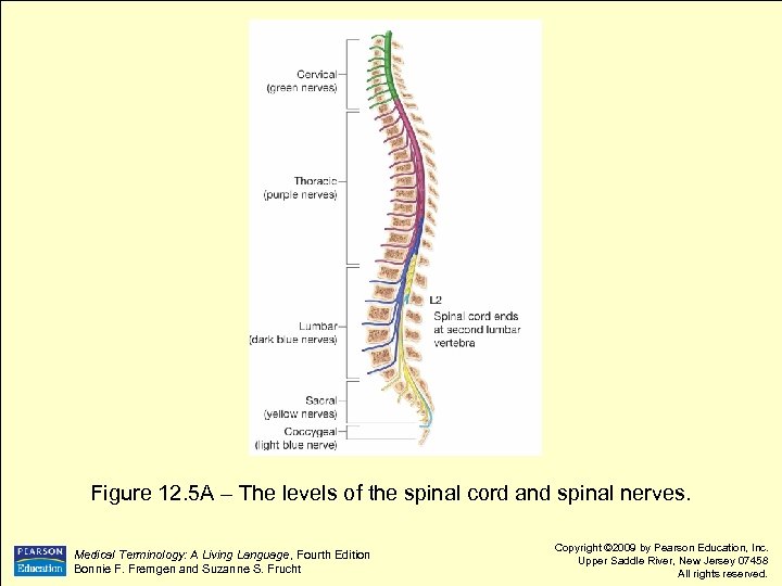 Figure 12. 5 A – The levels of the spinal cord and spinal nerves.