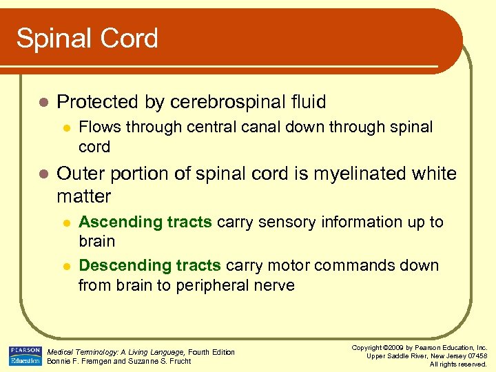 Spinal Cord l Protected by cerebrospinal fluid l l Flows through central canal down