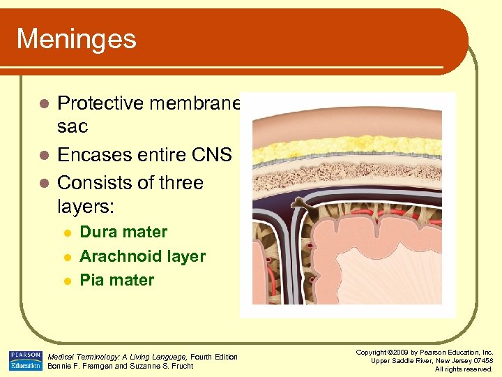 Meninges Protective membrane sac l Encases entire CNS l Consists of three layers: l