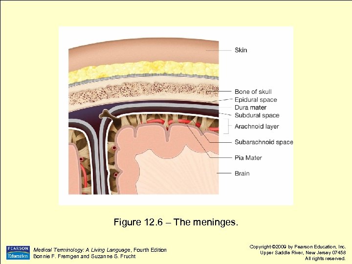 Figure 12. 6 – The meninges. Medical Terminology: A Living Language, Fourth Edition Bonnie