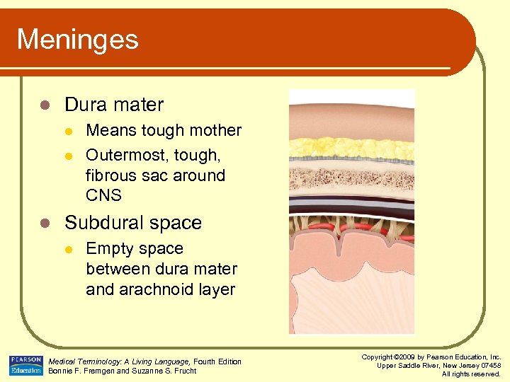 Meninges l Dura mater l l l Means tough mother Outermost, tough, fibrous sac