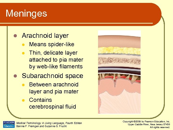 Meninges l Arachnoid layer l l l Means spider-like Thin, delicate layer attached to