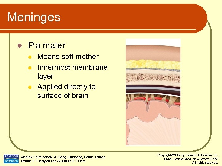 Meninges l Pia mater l l l Means soft mother Innermost membrane layer Applied