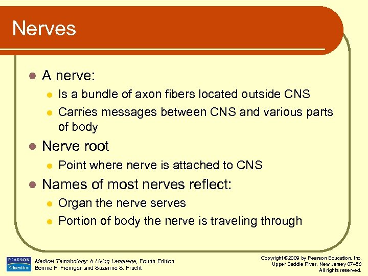 Nerves l A nerve: l l l Nerve root l l Is a bundle